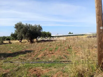 Αγροτεμάχιο 2800τ.μ. προς πώληση φωτογραφία 5684000