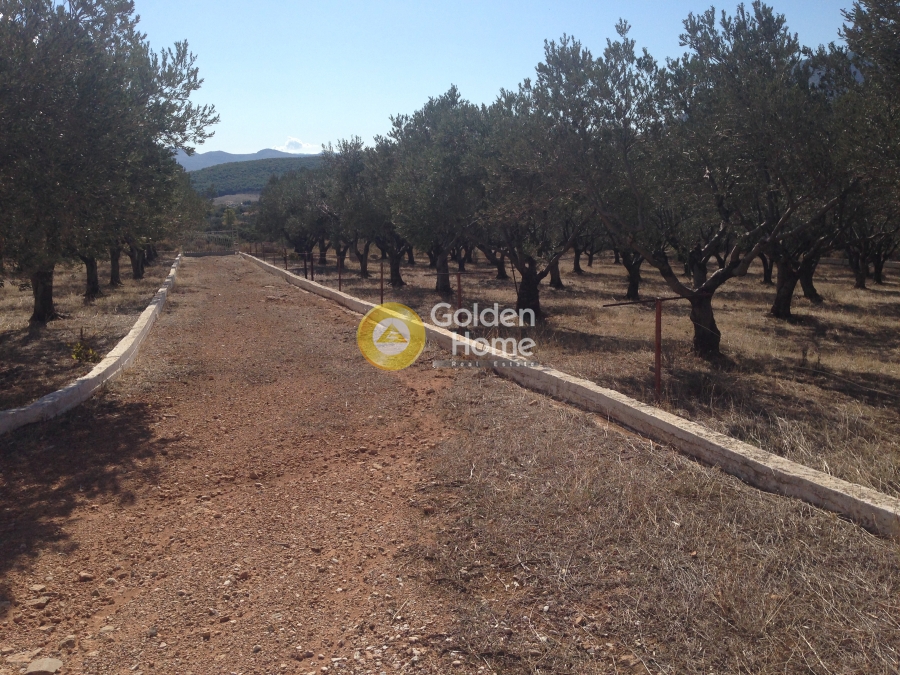 Golden Home Property Image