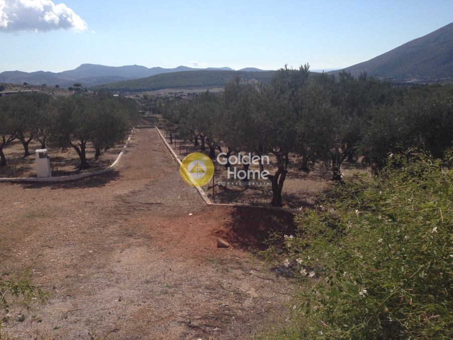 Golden Home Property Image