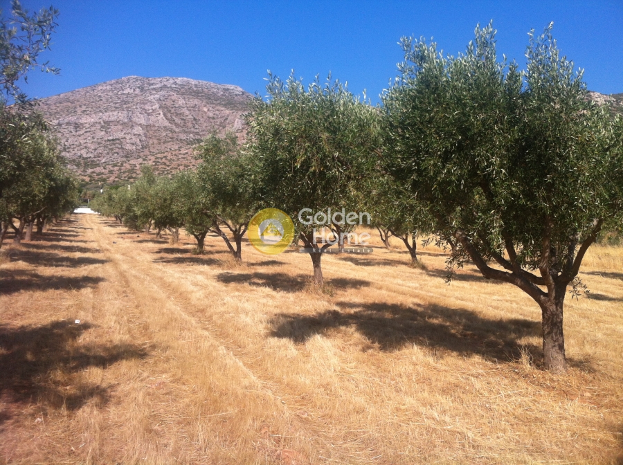 Golden Home Property Image