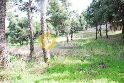 住宅 1650m<sup>2</sup> for sale photo 2