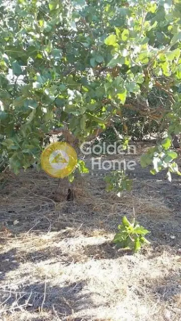 Μονοκατοικία 80τ.μ. προς πώληση φωτογραφία 8
