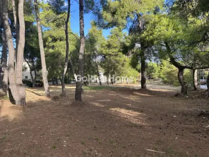 Οικιστικό 3923τ.μ. προς πώληση φωτογραφία 2