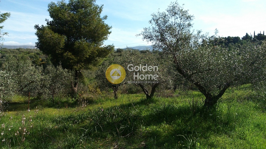 Golden Home Property Image